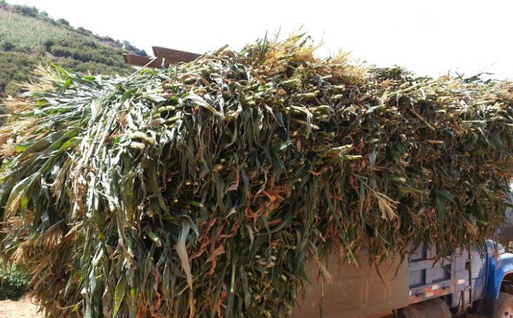 武漢農作物秸稈 武漢農作物秸稈