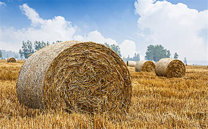 玉米秸稈顆粒機(jī)燃料可以代替煤