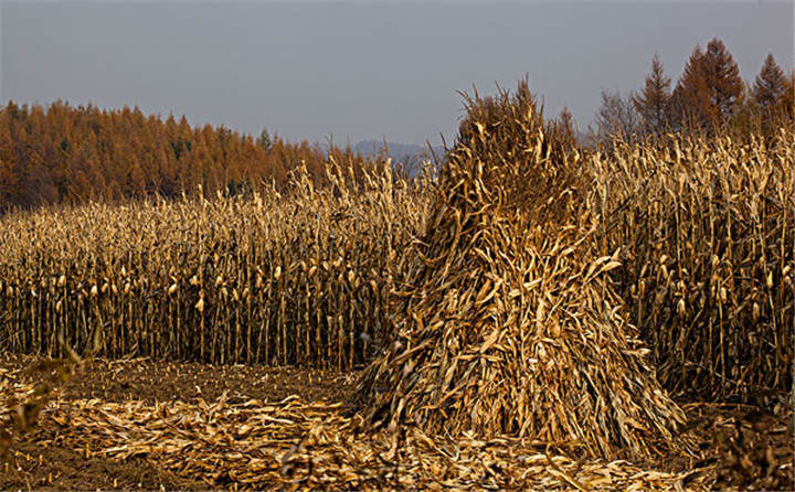 黑龍江省海倫市用于秸稈綜合利用共投入1.6億元，加快玉米秸稈顆粒機的使用