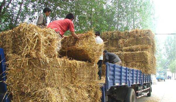 水稻秸稈回收 水稻秸稈回收