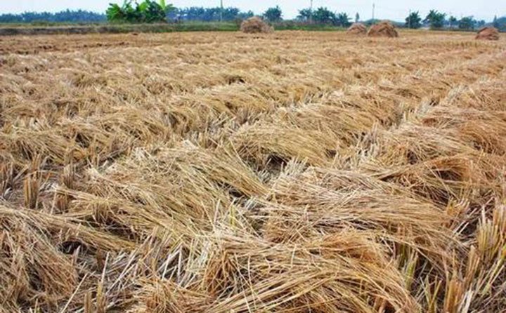 吉林靖宇加大補(bǔ)貼實(shí)施“秸稈變?nèi)狻惫こ? width= 吉林靖宇加大補(bǔ)貼實(shí)施“秸稈變?nèi)狻惫こ?/></p><p>靖宇縣共有耕地面積41.1萬(wàn)畝,其中糧食種植面積27.1萬(wàn)畝,每年產(chǎn)生秸稈8.49萬(wàn)噸,其中玉米產(chǎn)生秸稈7.3萬(wàn)噸。全縣秸稈總利用量達(dá)到7.5萬(wàn)噸。目前飼料化利用率只有1.8萬(wàn)噸,利用率占比24%,秸稈飼料開(kāi)發(fā)利用空間很大。</p><p><br/></p><p>靖宇縣將積極協(xié)調(diào)資金,重點(diǎn)支持肉牛家庭牧場(chǎng)、養(yǎng)殖專(zhuān)業(yè)合作社和龍頭企業(yè)及具有帶戶(hù)能力的肉牛養(yǎng)殖場(chǎng)開(kāi)展標(biāo)準(zhǔn)化改造;引進(jìn)優(yōu)質(zhì)肉牛凍精為優(yōu)質(zhì)育齡母牛繁育改良;對(duì)肉牛養(yǎng)殖場(chǎng)全株玉米青貯10噸以上的,按照每噸60元的國(guó)家補(bǔ)貼標(biāo)準(zhǔn)給予補(bǔ)貼。</p><p>全面推進(jìn)“秸稈變?nèi)狻惫こ蹋瑢?shí)現(xiàn)到2025年全縣肉牛發(fā)展到4萬(wàn)頭目標(biāo),力爭(zhēng)2至3年實(shí)現(xiàn)飼料化利用秸稈占比達(dá)到全縣秸稈的70%以上。</p><p style=